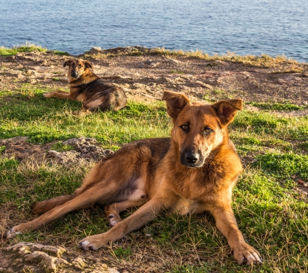 Stray dogs at coastの写真素材