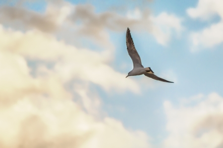 Free flightの写真素材