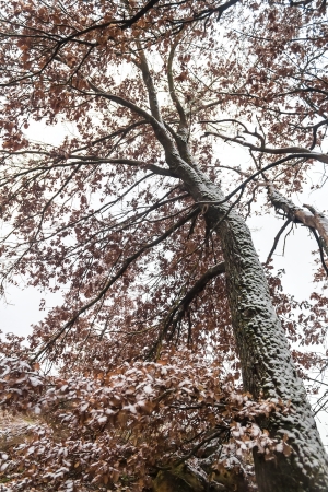 Winter tree in tuscany, Italyの写真素材
