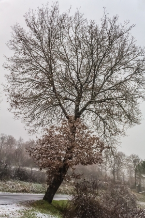 Winter tree in tuscany, Italyの写真素材