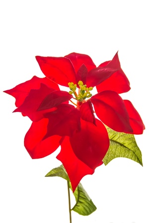 Close up on the red flowerの写真素材
