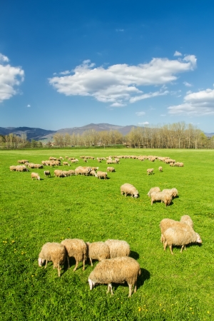 A flock of sheep in the Tuscan countryside  Italy  is grazing in the warm spring sunshine の写真素材