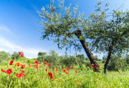 Red flowers and olive tree at springの写真素材