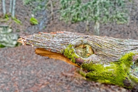The curious form of this trunk cut, photographed in a forest Italian, looks like the head of a shark. The result becomes a fun shark of wood.の写真素材
