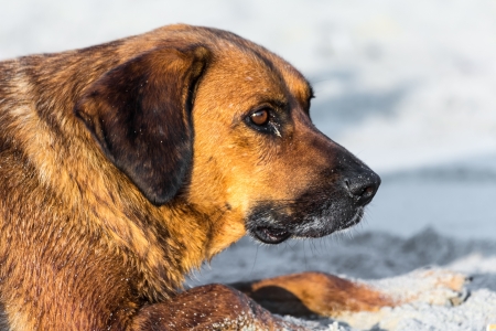 A sweet stray dog ââis enjoying the hot summer sun on the beach.の写真素材