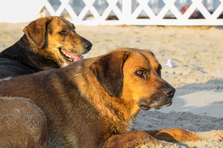 Two stray dogs enjoying the warm summer sun on the beach.の写真素材