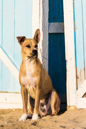 A sweet stray dog ââis enjoying the hot summer sun on the beach.の写真素材