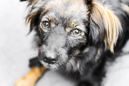 A sweet and adorable mutt.の写真素材