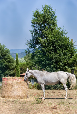A horse is eating in a Tuscan farmの写真素材