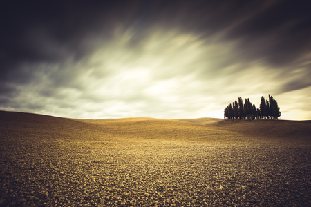 Isolated cypresses in Val D'Orcia, Tuscany (Italy)の写真素材