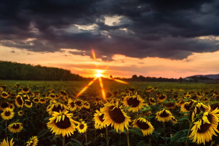 A field of sunflowers at sunsetの写真素材