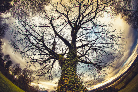 A winter tree in the Tuscan countryside seen by fisheyeの写真素材