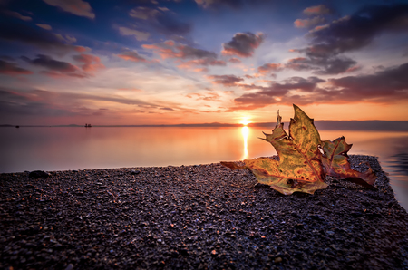 Autumn leaf on the lake at sunsetの写真素材