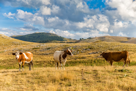 Cows grazing on the plateau of Campo Imperatore in the Abruzzo (Italy). A place at about 1600 meters high that for its beauty is often used as a location for film productionsの写真素材
