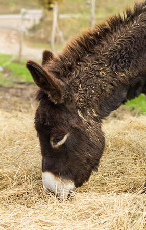 A cute donkey while you are feeding in a herd in Tuscanyの写真素材