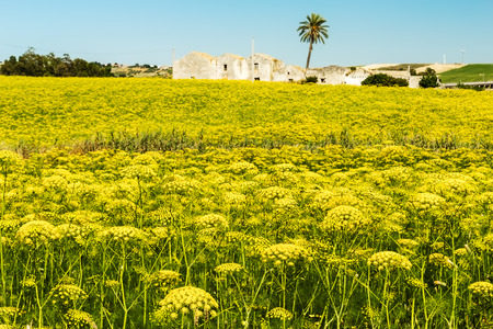 The land of Sicily in early summer near Trapaniの写真素材