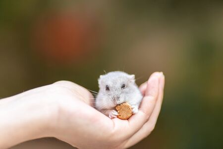 A small and adorable hamster on handsの写真素材