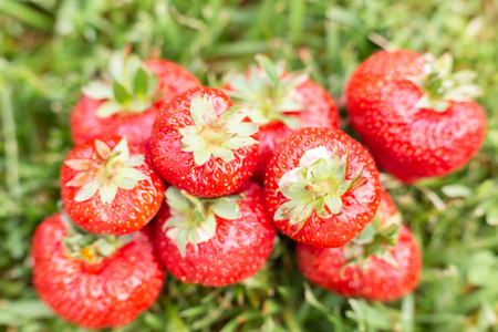 Strawberries in a meadow illuminated by the sunの写真素材