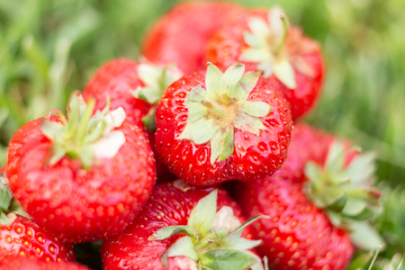 Strawberries in a meadow illuminated by the sunの写真素材