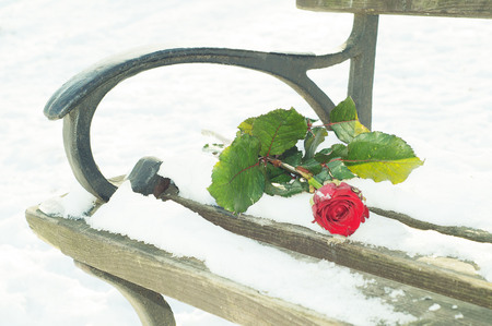 red rose on the bench in the winterの写真素材