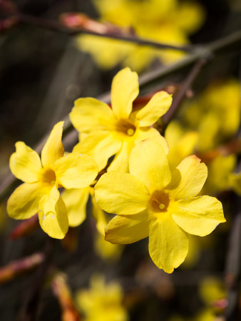 Forsythia blossoming in early spring in Georgia, Caucasus の写真素材