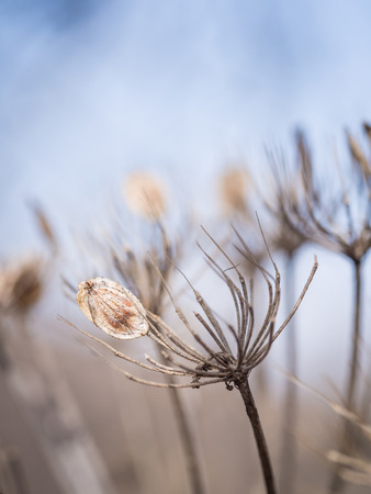 Nature background - a dry plant 