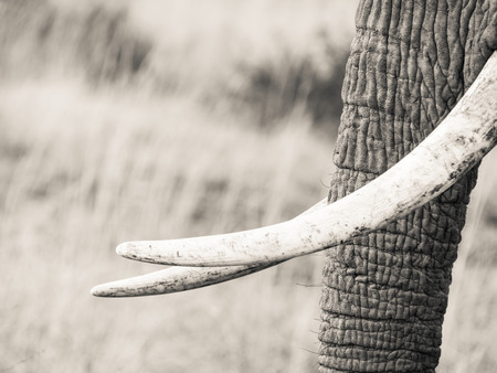 Trumpet of an elephant on the savanna in Tanzania, Africa, close upの写真素材