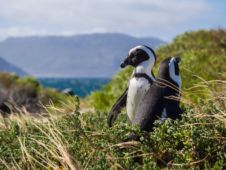 African penguins in Simon s Town, South Africaの写真素材