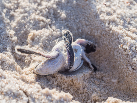 Flipped small green sea turtle Chelonia mydas, also known as black sea turtle struggling to get up on his way to the sea on Kutani beach in Tanzania, Africa, shortly after hatching from his egg.の写真素材