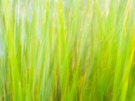 Fresh green grass - blurry abstract background.の写真素材