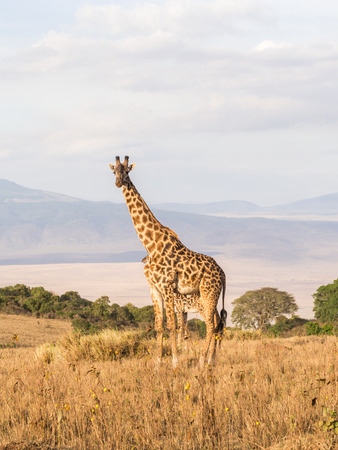Giraffe on the rim of the Ngorongoro Crater in Tanzania, Africa, at sunset.の写真素材