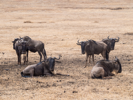 Blue wildebeests in Ngorongoro Crater in Tanzania, Africa.の写真素材