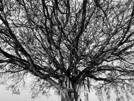 Tree on the savanna in Africa. Black and white.の写真素材