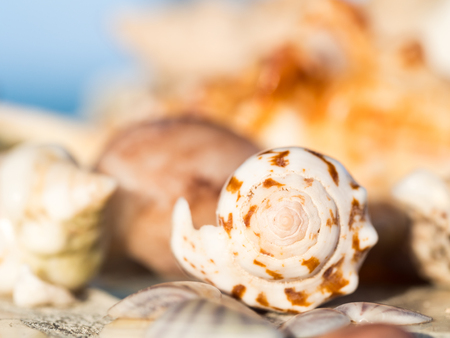 Seashell on a beach on Zanzibar, Tanzania. Close up.の写真素材
