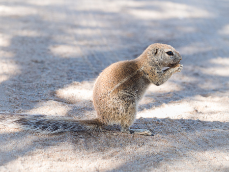 African ground squirrel on the Namib dessert, Namibia, eating.