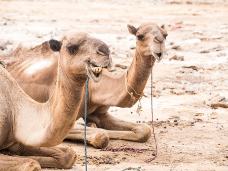 Dromedary camels used to transport amole-salt slabs across the desert in the Danakil Depression in Afar region, Ethiopia.の写真素材