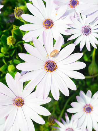White African daisy (Osteospermum) with purple eye. Snail sits on one of the petals.の写真素材