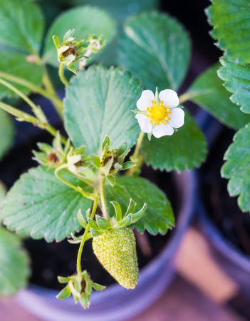 Flowering strawberry plant in a pot.の写真素材