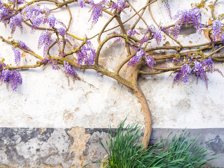 Purple wisteria plant growing in Portugal.の写真素材