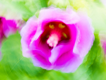 Impressionist blurry pink flower (panning technique)の写真素材