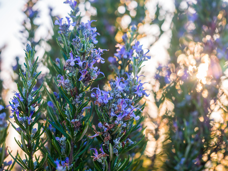 Flowering rosemary plant (rosmarinus officinalis) in Esporao, Portugal, at sunsetの写真素材
