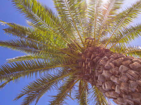 Palm tree in Algarve region, Portugal.