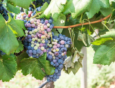 Bunches of red grapes growing in Estremoz, Alentejo wine region, Portugal.の写真素材