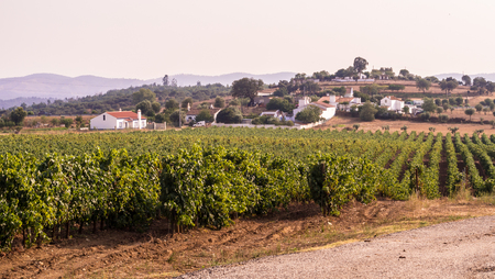 Landscape with vineyards around Estremoz, Evora distric, Portugal.の写真素材