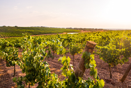 Vines in a vineyard in Alentejo region, Portugal, at sunset.の写真素材