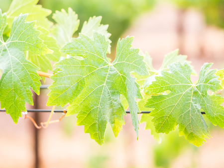 Vines after rain in a vineyard in Alentejo wine region, Portugalの写真素材