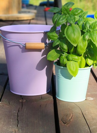 Green fresh basil in mint pot with lilac basket at summer sunの写真素材