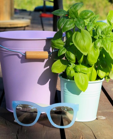 Green fresh basil in mint pot with lilac basket and sun glasses at summer sunの写真素材