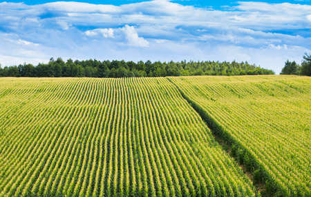 Green field of ripening rows of blue and blue skyの写真素材