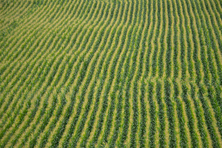 green field of ripening rows of maizeの写真素材